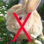 Preview: hairexpand haarverdicker ohne tierversuche