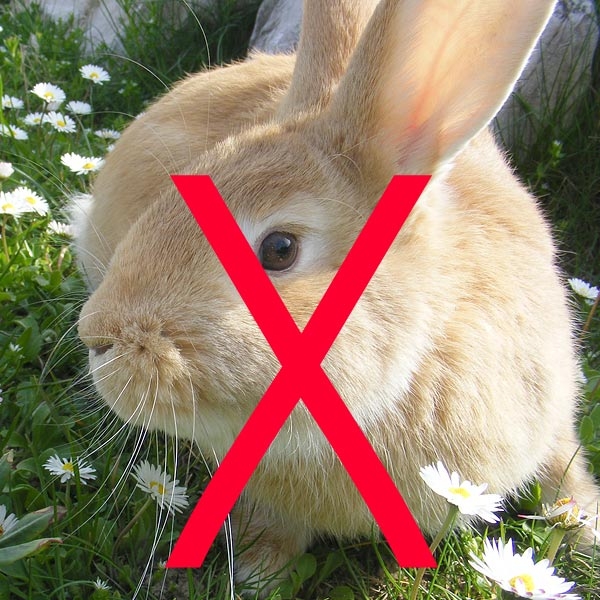 hairexpand haarverdicker ohne tierversuche